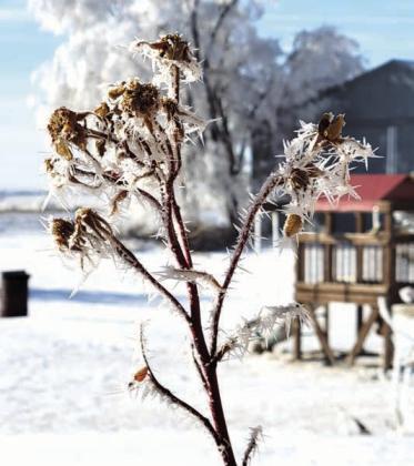 A heavy hoar frost blanketed Dewey County last week making it very picturesque, but it didn’t last long as temperatures climbed into the low 50’s last weekend.