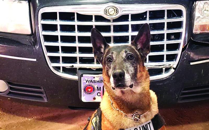 Taz, longtime Corson County Sheriff ’s Office K-9 officer, was put to rest over the weekend. In his nearly 11 year career in Corson County, he became one of the most prolific K-9 units in the state.