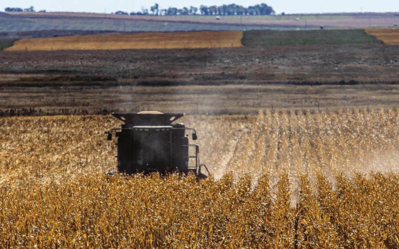 Harvesting corn