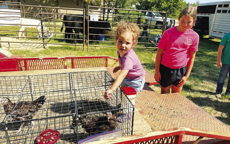 Jensen Booth was pretty impressed with Grayson Goldade’s chickens at the Dewey County 4-H Achievement Day as her sister