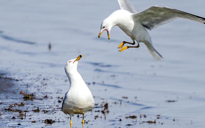 One gull appears to take umbrage with another on Timber Lake on a recent afternoon