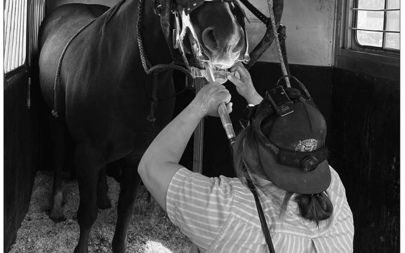 Sophie Sandquist "floats" a horse's teeth during a recent procedure inside the mobile Seven Fires Equine treatment trailer. Floating involves filing down malocclusions - or sharp enamel points caused by tartar buildup - that develop on a horse's teeth and can cause lacerations and pain which may lead to weight loss, poor behavior, and other issues.