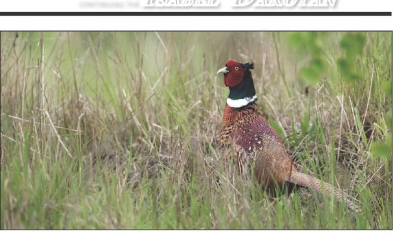 Ideal weather conditions this spring and summer have set the stage for another successful pheasant hunting season across the region. Last year South Dakota had its best pheasant harvest in five seasons. Resident only season is Oct. 14-16 with the traditional pheasant hunting season getting underway Oct. 21. Topic File Photo