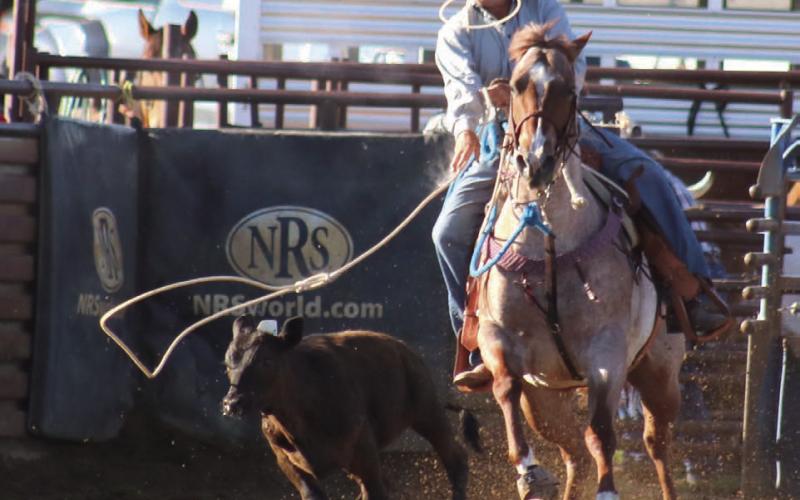Doug Lawrence of White Horse throws his lasso during his run in the calf roping competition at the annual Pioneer Days Rodeo in Dupree on Saturday, June 22. Photo by Jon Flatland