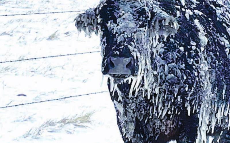 A black angus cow stands caked in snow and ice at the Scott Walters ranch north of Glad Valley following last week’s blizzard. Some area livestock producers suffered significant losses from the storm. Photo courtesy of Scott Walters