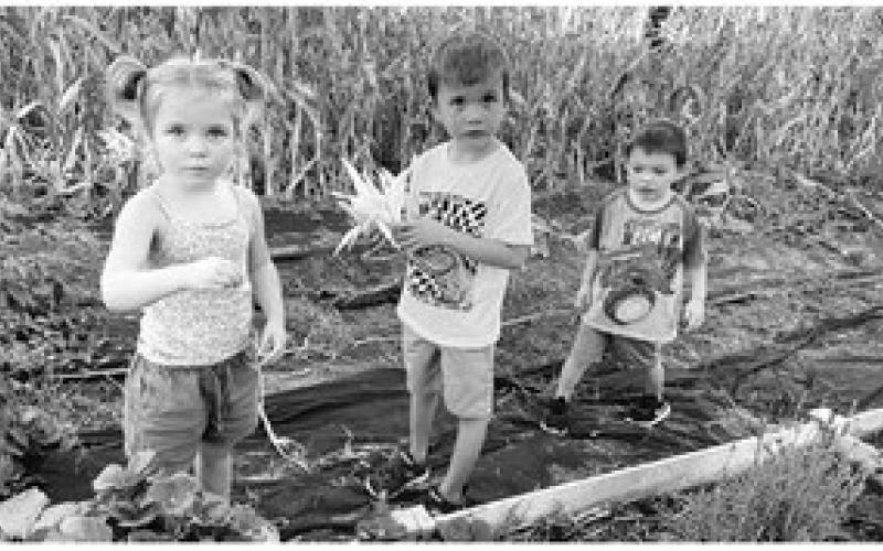 Charlie Long and her cousins Bryson and Koleson Long toured the garden, where they found corn and tomatoes but no ripe strawberries.