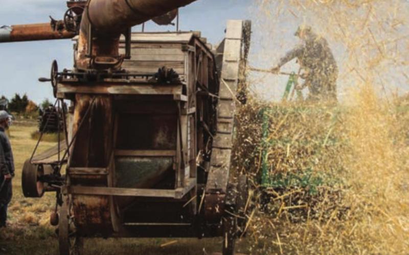 What’s a threshing bee without some good ol’ threshing?