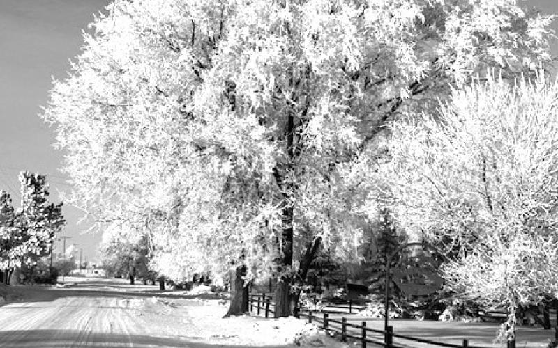 Relatively mild temperatures for December and January are about to give way to some colder and snowier days in the next few weeks. Nightly fog and heavy frost have blanketed the region in the past two weeks with meteorologists predicting sub-zero temperatures and the chance for much more snow by the end of January. The frost in the trees like this one in Isabel creates the effect the scene is a painting.