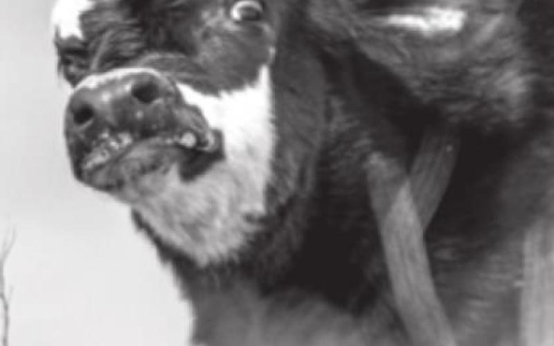 Stray Thoughts: Baby Cow Therapy