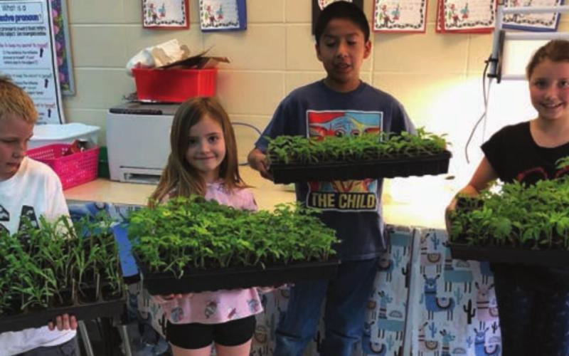 Second graders started daisies, peppers and tomatoes for the Healing Hands Garden in their classroom. L-R are Maddoc Boysen, Lily Handeland, J’Den Grey Eagle, and Brinley Mowrer.