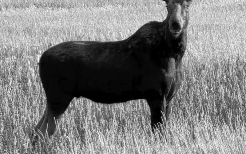 They aren’t a common sight in this area but a moose pops up every now and then. This young bull was spotted late last week just west of Timber Lake near the Schlosser Ditching &amp;amp; Plumbing shop along Highway 20. Photo courtesy of Bobbi Jo Kraft