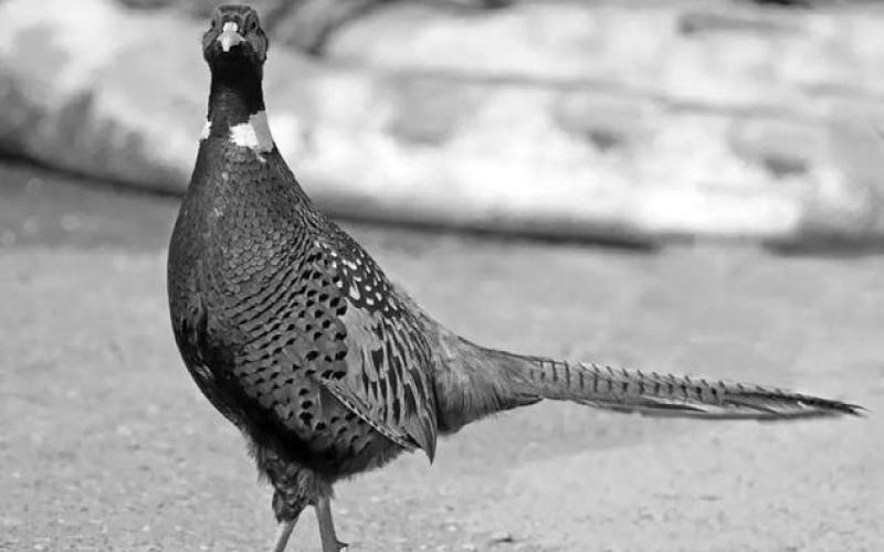 Non-resident pheasant hunting season opens this weekend across South Dakota. Bird hunters pump around $2 million into the local economy each year., according to the South Dakota Dept of Fish, Game &amp;amp; Parks. Photo courtesy of SD Fish, Game &amp;amp; Parkso