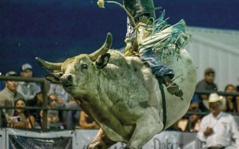 Photo By Chuck Miner Gavin White competing at the Days of 1910 Rodeo, where he placed third in bull riding.