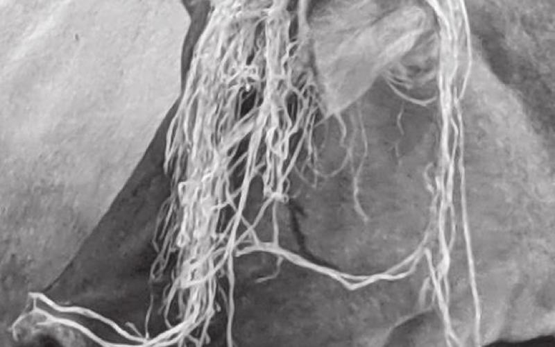 Instead of a photo of herself, a committed “no picture of me” person, Emily Gill provided a photo of Stella, a milk cow who gives her some quiet time away from the daily hubbub at the ranch. Emily says, “She’s photogenic sporting my hate of net wrap.”