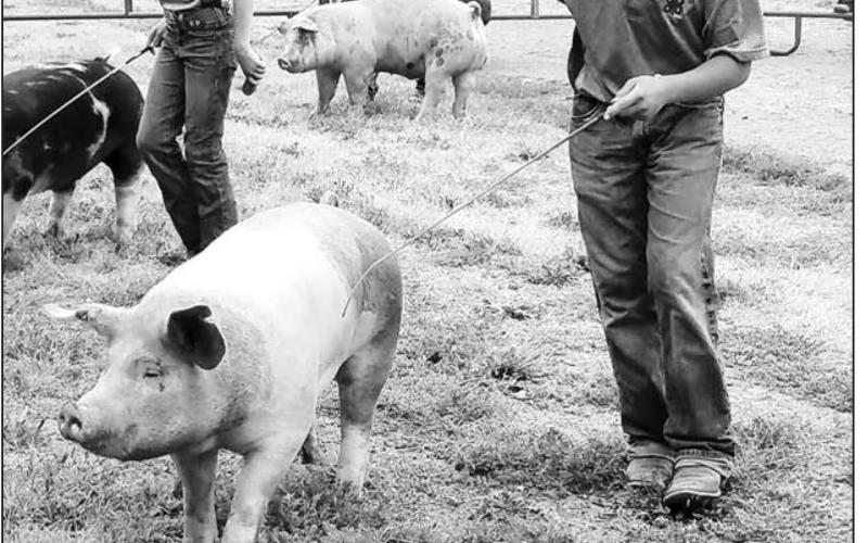 Dewey County 4-Hers showed their pigs for the judges at the Corson County Fair. FRONT RIGHT is Levi Berndt; BACK (L-R): Bricelyn Pederson and BACK: Josie and Finley Boldt.
