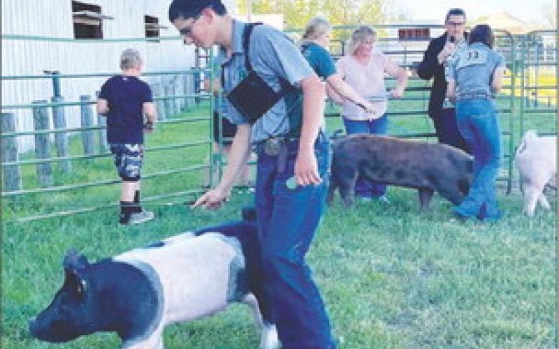 Levi Berndt showed animals in the breeding gilt and market swine divisions.
