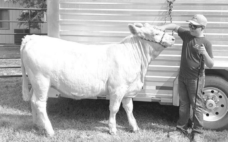 Austin Lindskov with his show cow, Marshmallow.