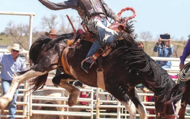 Mark Sanquist competes in sadle bronc during the Faith practice rodeo. Photos by Jon Flatland