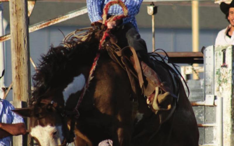 Photo by Jon Flatland Carl Petersen of Eagle Butte holds tight out of the gate while competing in the ranch bronc ride Saturday in McLaughlin.