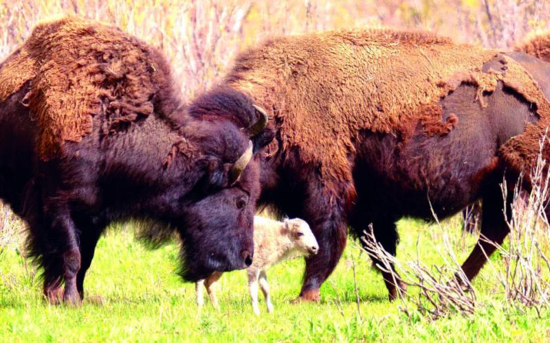 A white buffalo calf, named Wakan Gli, meaning Sacred Return or Comes Holy, was born in Yellowstone National Park on June 4. Chief Arvol Looking Horse likened the birth to the second coming of Jesus Christ. Photo by Jordan Creech/Yellowstone National Park