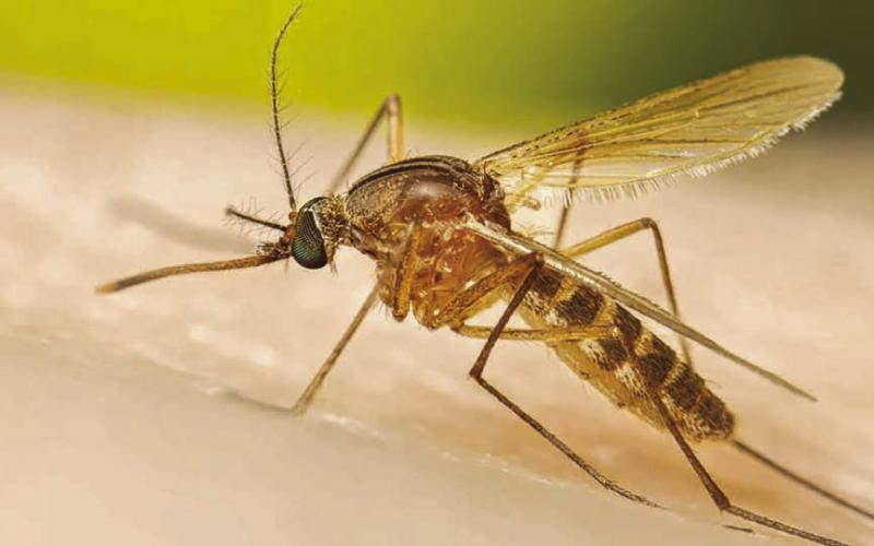 Mosquitos cause more death and disease than any other animal on the planet.