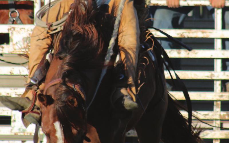 Cinch Hebb of Dupree comes out of the gate for his ranch bronc ride in McLaughlin.