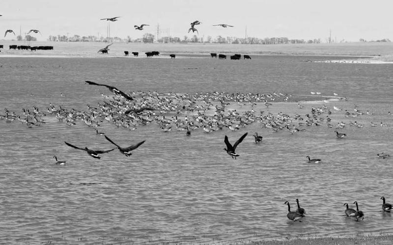A sure sign of spring in Dewey County is the return of geese to open waters in and around the area.