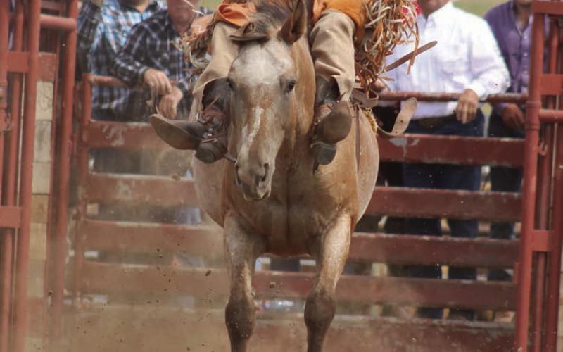 Conner Heinert of New Underwood won the Eagle Butte INFR Rodeo bareback bronc riding title on Monday, Sept. 2, on the second-to-the-last ride in the event. Heinert scored 85 points to be crowned champion and automatically qualifies for the INFR Finals in October. Photo by Jon Flatland