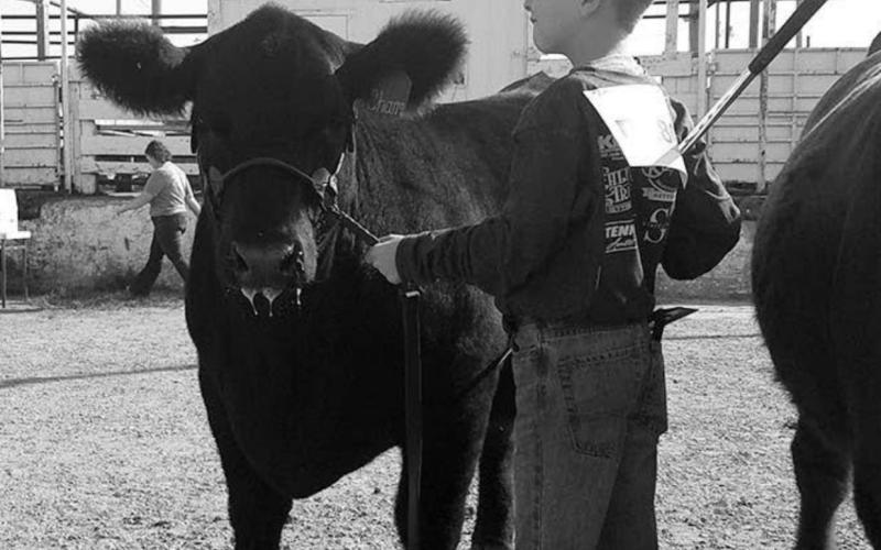 Gracen Gill of Timber Lake showing a steer in the Round Robin Showmanship. He was the Grand Champion in Beginners Hog Showmanship.