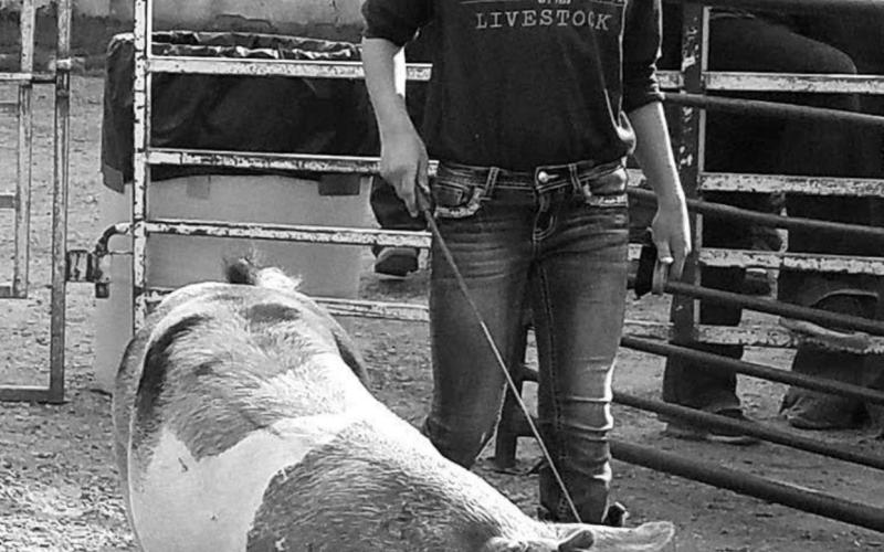 Bricelyn Pederson was Reserve Champion in the Beginners Hog Showmanship class and Market Hog class.