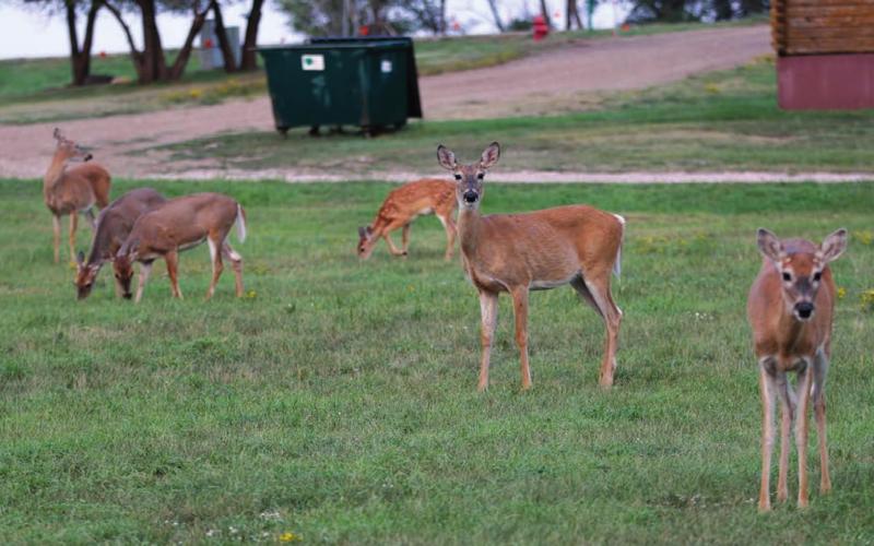 The deer population in Isabel has grown to the point that town officials believe the animals are becoming a public safety hazard. These white-tailed deer were spotted in town in the middle of the afternoon and were part of a group of nearly 30 animals. Photo by Jon Flatland