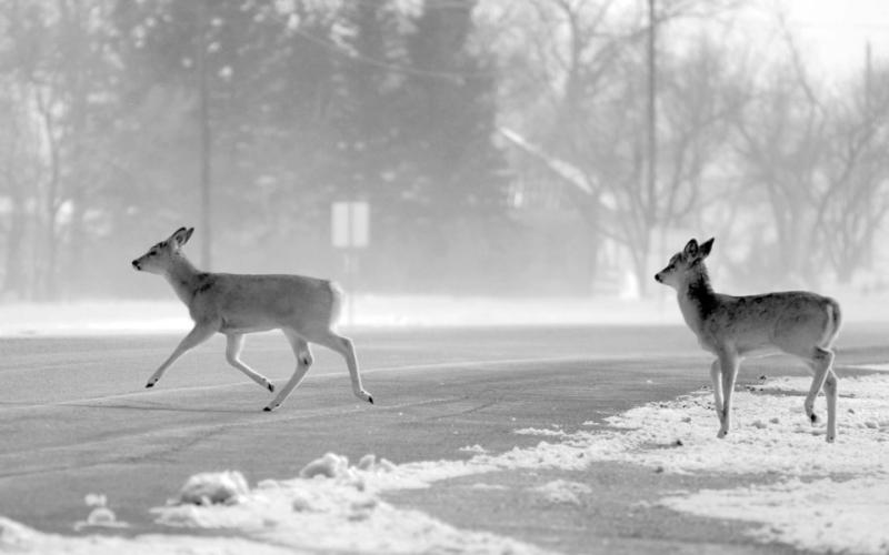 Two white-tail deer cross a wind-blown Highway 20 in downtown Isabel on Saturday, March 11, as they seek shelter from the wind and blowing snow. Photo by Jon Flatland