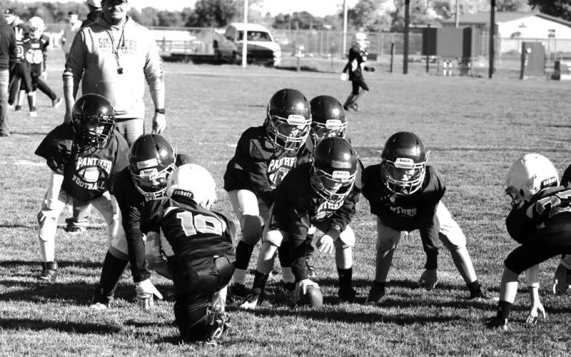 Panther Cubs