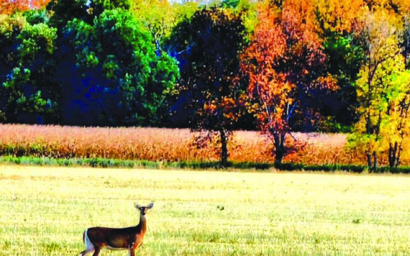 Autumn is in the air in and around Dewey County, providing a pallet of fall colors as the background to everyday life in rural South Dakota. This whitetail doe stopped to pose in front of brilliant foliage near McIntosh. Photo by Jon Flatland