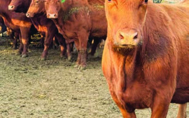 The Petersens raise Limousin cattle.