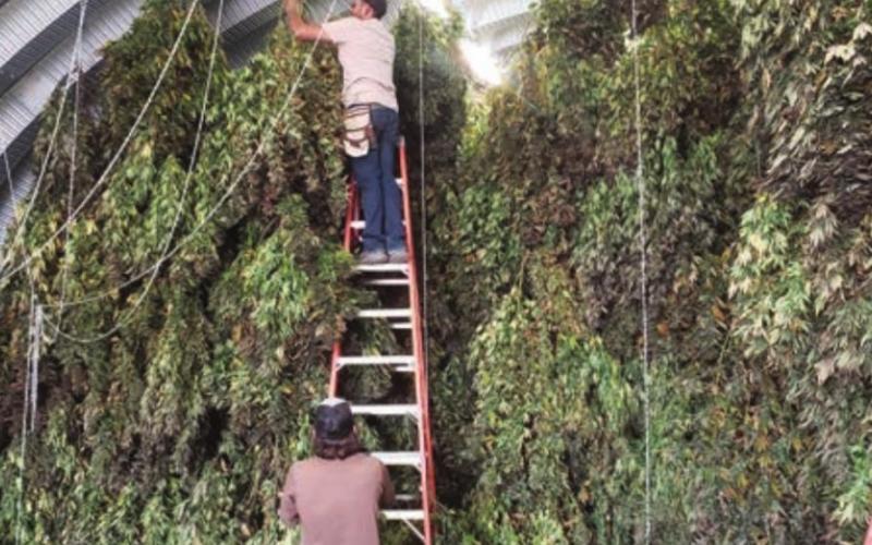 The hemp plants are hung upside down to dry. William Kougl, a high school classmate of Shane’s who lives in Montana, is on the ladder and Andy, Shane’s brother-in-law and a hemp expert, helps.