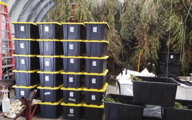 Harvested and dried, the hemp crop can be stored for up to a year before it is extracted for its oil.