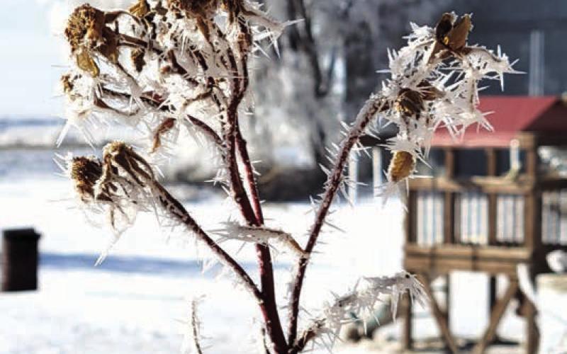 A heavy hoar frost blanketed Dewey County last week making it very picturesque, but it didn’t last long as temperatures climbed into the low 50’s last weekend.
