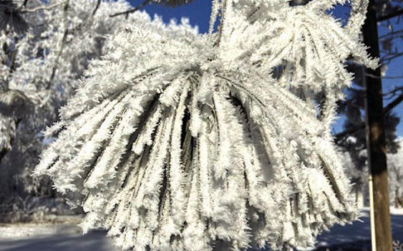 A heavy hoar frost blanketed Dewey County last week making it very picturesque, but it didn’t last long as temperatures climbed into the low 50’s last weekend.
