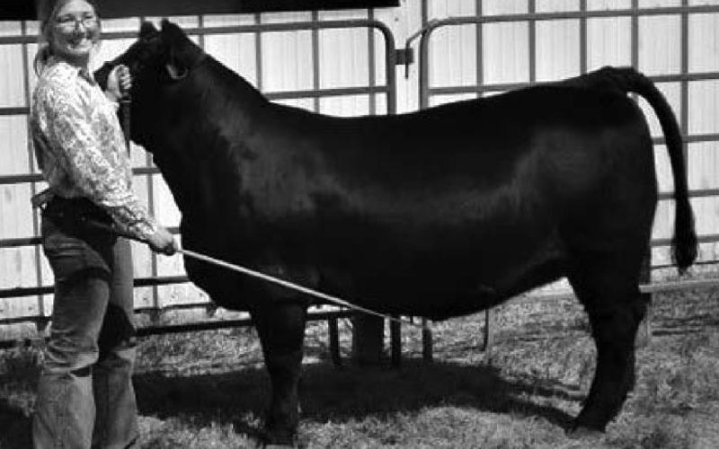 Allie Kohn showed the Champion Jackpot Feeder Steer.