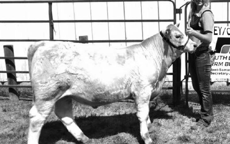 The top Jackpot Breeding Heifer was shown by Summer Fleck.