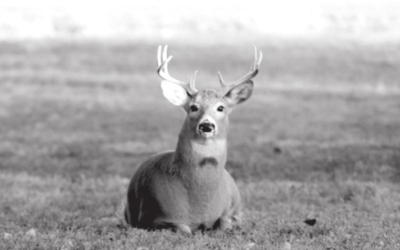 A white-tailed buck