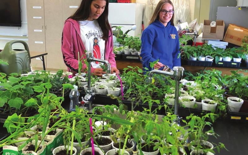 High school students Payton Booth and Cassie Harris water flower and vegetable plants that were grown from seed at Timber Lake School in preparation for planting in the new Healing Hands (Owaste Napikceya) community garden. Volunteers are needed to help with planting and tending the garden, which will be located on school property behind the former Linderman house.