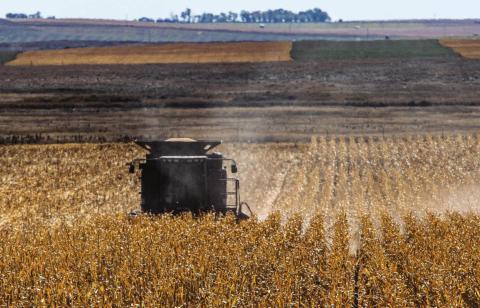 Harvesting corn