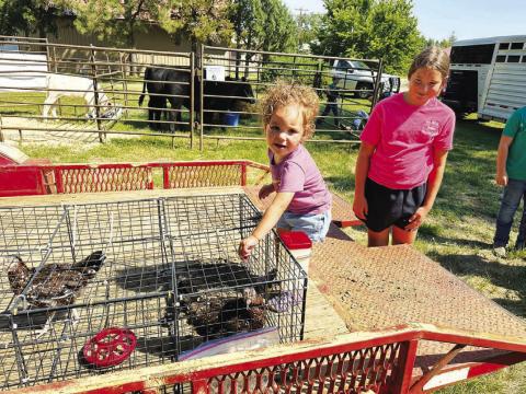 Jensen Booth was pretty impressed with Grayson Goldade’s chickens at the Dewey County 4-H Achievement Day as her sister
