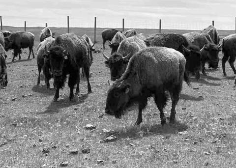 Seventy-four bison were recently transported from The Wilds in Ohio to the Cheyenne River Sioux Tribe (CRST) Buffalo Authority.