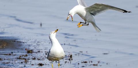 One gull appears to take umbrage with another on Timber Lake on a recent afternoon