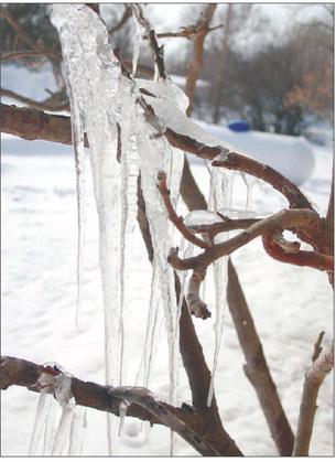 Last week’s severe winter weather ushered in a few days with colder temperatures causing snow to thaw, melt, drip and re-freeze on anything in its path to create unique ice formations. Photo by Jon Flatland