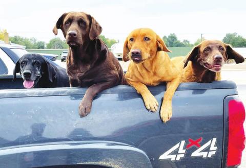 Bird dogs