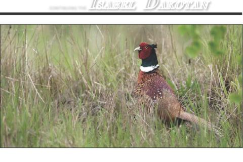 Ideal weather conditions this spring and summer have set the stage for another successful pheasant hunting season across the region. Last year South Dakota had its best pheasant harvest in five seasons. Resident only season is Oct. 14-16 with the traditional pheasant hunting season getting underway Oct. 21. Topic File Photo